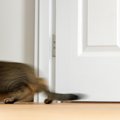 『危険を感じている猫』が見せる5つの行動　どんなときに見られる？どう対…