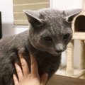 猫が『机の上』から降りないので注意したら…頑なに"抵抗"し…