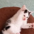 『パタパタ動く時期』って一瞬だよね…子猫時代の様子を見返してみたら…