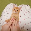 赤ちゃん猫に『こちょこちょパー』をしてみた結果…予想外すぎる姿に悶…