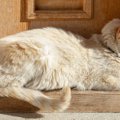 もしかして具合悪い？愛猫の体調不良を疑うべき「寝姿」4選　可能性が…