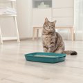 猫の運気をアップさせる６つの方法