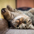 猫は鳴き声で会話している！１１の猫語をマスターしてもっと仲良くな…