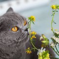猫は『花粉症』になるの？　症状があらわれる理由や4つの対策方法をご…