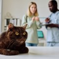 愛猫の『かかりつけの先生』はどう選ぶ？診察時に話しておきたい"こ…