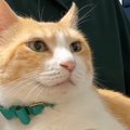 普段は膝に乗らない猫→珍しく『膝の上で過ごした』結果…尊すぎる光景…