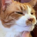 『あごがしゃくれちゃった猫』気持ちよさそうに撫でられる姿に5万4000…