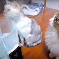 潤った♡？全身に蒸気を浴びる猫ちゃん達