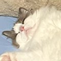 『マットの上で眠っている猫』を見てみたら…あまりにも大胆すぎる『寝…