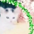 母猫が交通事故に遭い、路頭に迷っているところを保護された『小さな子猫…