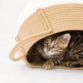 猫が影からひっそりと…あなたを『待ち伏せ』しているときの心理3選　…