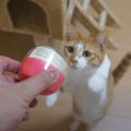 ガチャのカプセルが猫ちゃんの心を掴む？！