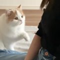 ごはんが食べたくて飼い主のほうに向かった猫→可愛すぎる『おねだりの…