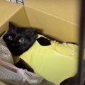 保護した猫ちゃんの手術と飼い主さんをサポートする猫ちゃん！