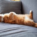 猫が『寝てるフリ』をしているときの理由3選　本当に眠いの？隠されている…