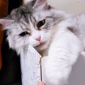 箱から前足が！飼い主さんにちょっかいを出される猫さん！