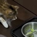 猫は『レタスを浮かべると水を飲んでくれる？』→挑戦してみた結果…想定外…