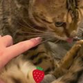 シャッターチャンス！どうしても猫ちゃんの"大事なところ"…