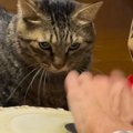 太鼓を叩く飼い主に『キレていた猫』が、突然…思わず笑ってしまう展開…