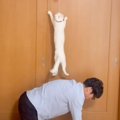 猫と『協力型ゲーム』を遊んでみた結果…家族愛あふれる光景が微笑まし…