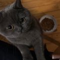 ごはんをなかなか食べない猫→お尻を触ってあげると…『まさかの行動』が可…