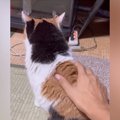 喉をゴロゴロと鳴らしながら『目の前にやってきた三毛猫』→撫でると……