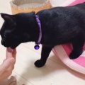 おやつタイムで新入り猫さんと仲良しになろう！