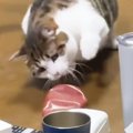 テーブルに置いてあった『ケチャップ』に……ネコが見せた『まさかの行…