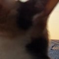 空を見つめる三毛猫→あくびの瞬間を撮影しようとしたら…まさかの『幻想的…