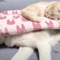 睡眠中の犬猫のまえで『特大の屁をこいた』結果…凄まじいリアクション…