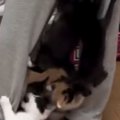 元気いっぱいな子猫たち→『ごはんの準備』を始めると…とんでもない状…