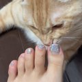 飼い主の足の匂いを『じっくりと嗅いでいた猫』→次の瞬間…つい笑って…