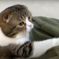 寂しい！思い出の詰まったクッションとお別れする猫ちゃん