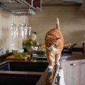 猫を『乗らせたくない場所』に近付けない方法5選　乗りたがる理由や止…