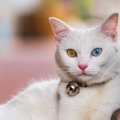 猫に関する『言い伝え』5つ！縁起が良いと言われているのはナゼ？