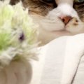 『本気でびっくりしたｗ』眠そうな猫の前足にオモチャを乗せたら…まさかの…