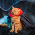 飼い主を惑わす『猫の小悪魔的態度』5選　わかっていても心乱される、猫た…