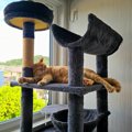 『ストレスでダメージを受けている猫』に起きる異変4選　飼い主さんが…