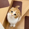 猫が誤解されがちなこと５つ