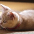 パワフルガール！子猫ちゃんの可愛い大運動会♡