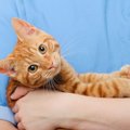 猫に噛まれて救急病院に行った友人の話