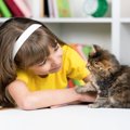 子猫の『社会化期』に身に付けたいこと3つ　慣れさせておくべき理由や…