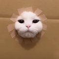 ダンボールの穴が段々小さくなっていったら、猫は…爆笑必至の『とんで…