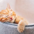 猫はなぜこんなにも「かわいい」のか？真剣に考えてみた3つの説