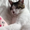 メンタルが限界で号泣していたら、隣にいた猫が…『驚きの行動』に思わ…
