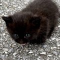 小さくうずくまるパヤパヤの子猫を保護して数年後…思わず笑っちゃう『…