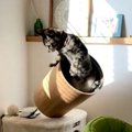 飼い主は見た！子猫ちゃんがやらかしてしまった瞬間