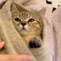 猫を『人間の赤ちゃんみたいに育ててみた』結果…現在の姿が569万再生…