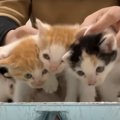 5匹の保護子猫が並ぶようにご飯をあげたら…『わちゃわちゃする様子』に癒…