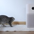 なんかクサイ？猫がいる家で取り入れたい『ニオイ対策』3つ　逆にNGな…